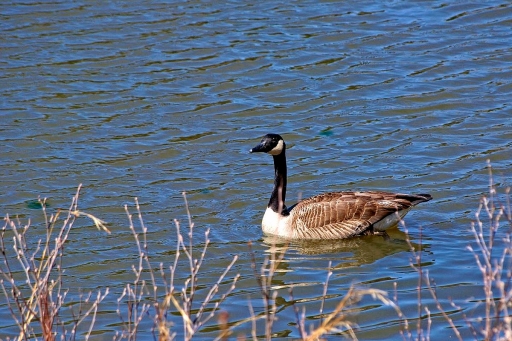 Canada goose on guard