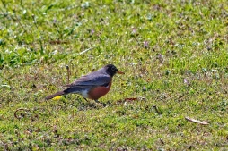 Robin searchin in the grass